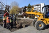 Na placu Pamięci Narodowej w Częstochowie posadzono drzewa. Trwają prace związane z zazielenieniem tego miejsca