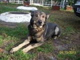 Pies w schronisku w Mysłowicach czeka na adopcję. Pomóż mu!