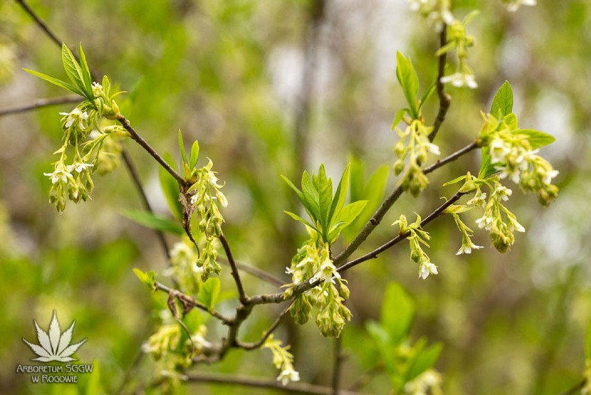 Pomysł na majówkę w Łódzkiem: Arboretum w Rogowie. Kwitną już magnolie [ZDJĘCIA, GODZINY OTWARCIA, CENNIK]