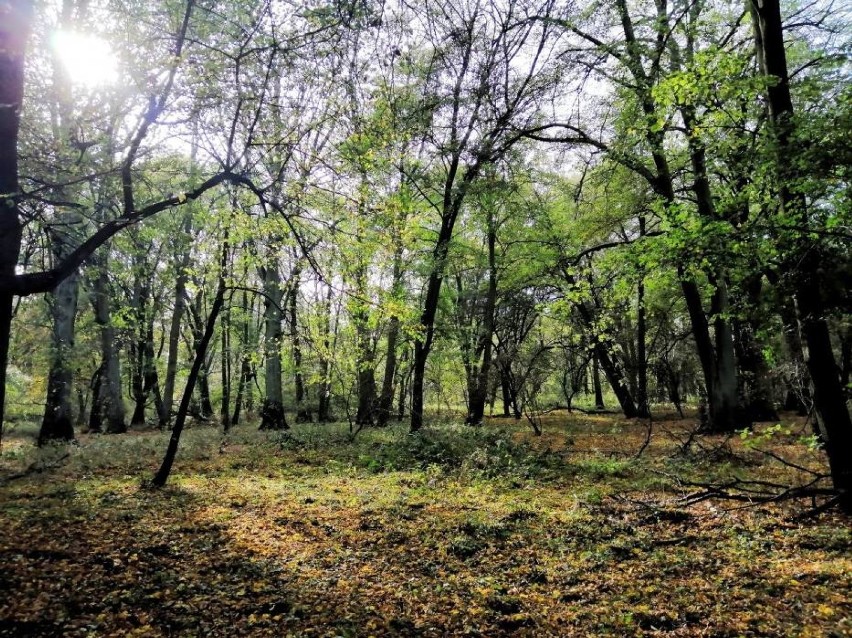 Las w okolicach Głogowa