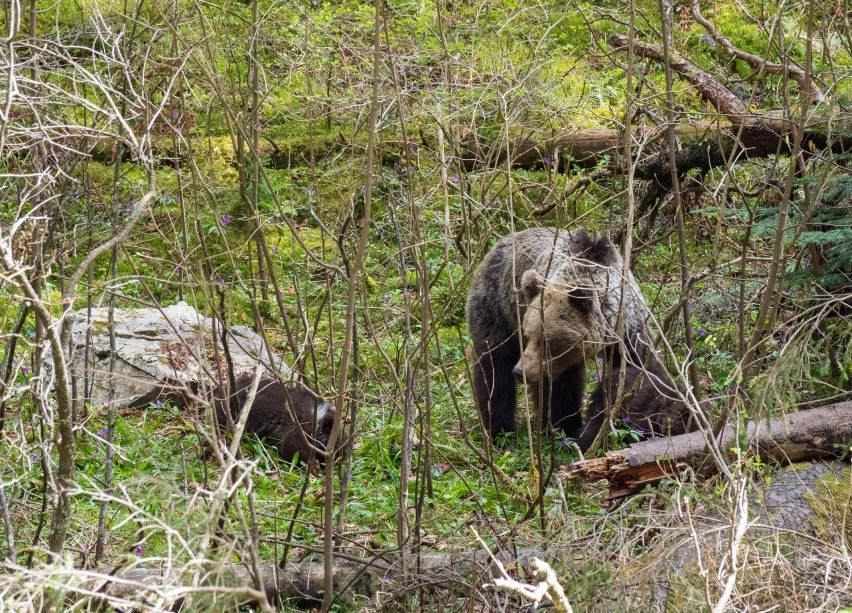 Tatry: Turyści oko w oko z niedźwiedziami! Zaczęli robić im zdjęcia. Co było dalej?