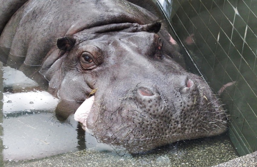 Powrót Hipolita do śląskiego zoo