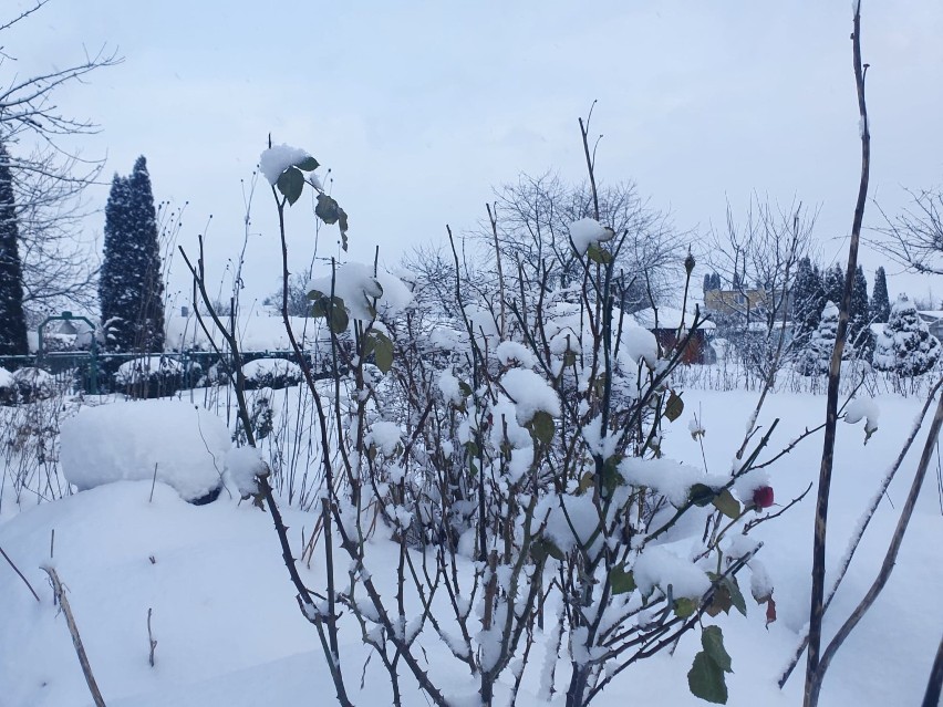 Zimowe zdjęcia z ogródków działkowych w Hermanowie 