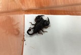 Wawer. Z wakacji w Chorwacji przywieźli żywego skorpiona. Pajęczak ukrywał się w walizce kilka tygodni 