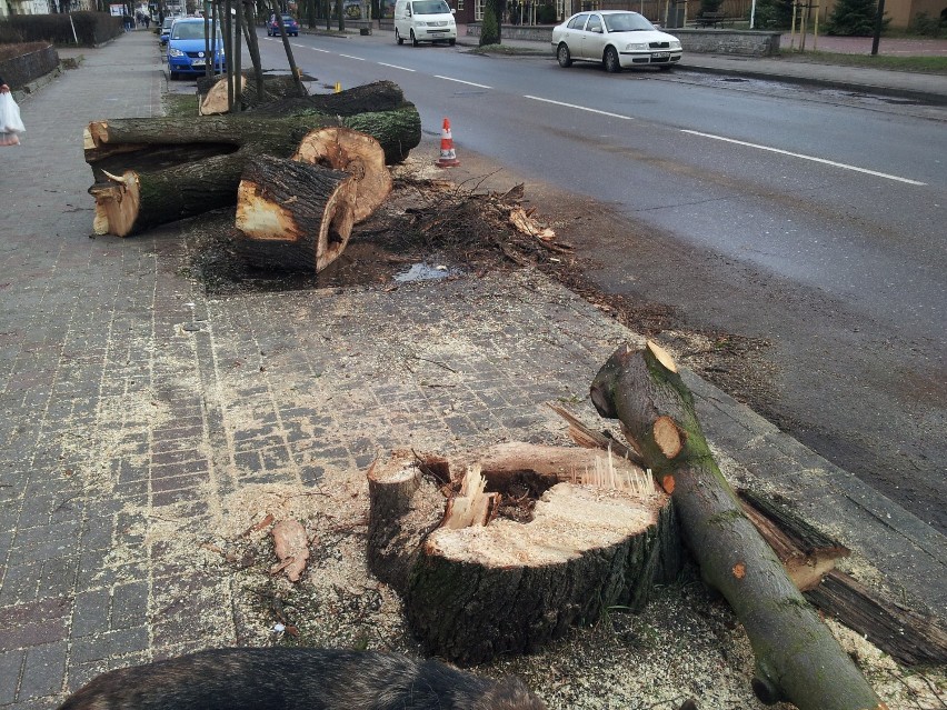 Wycięte drzewa w Wejherowie