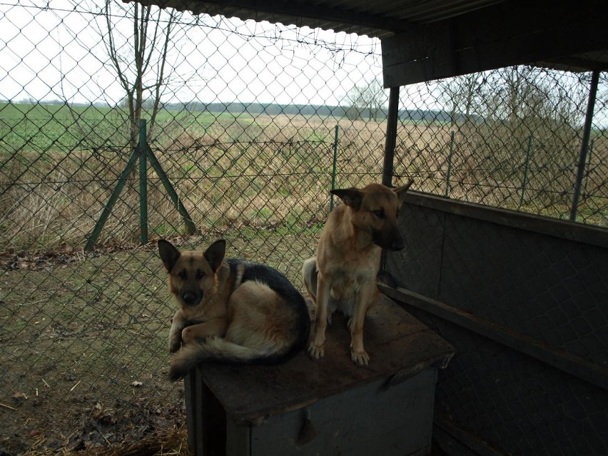 Rakoniewice. Kto zaadoptuje pieski? FOTO