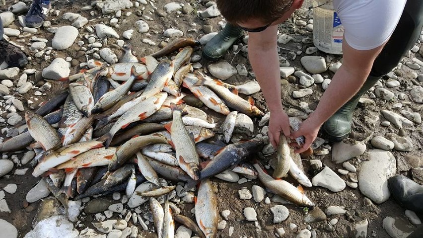 Ryby muszą wrócić do Soły, która została skażona w czasie akcji gaśniczej. Jest porozumienie!