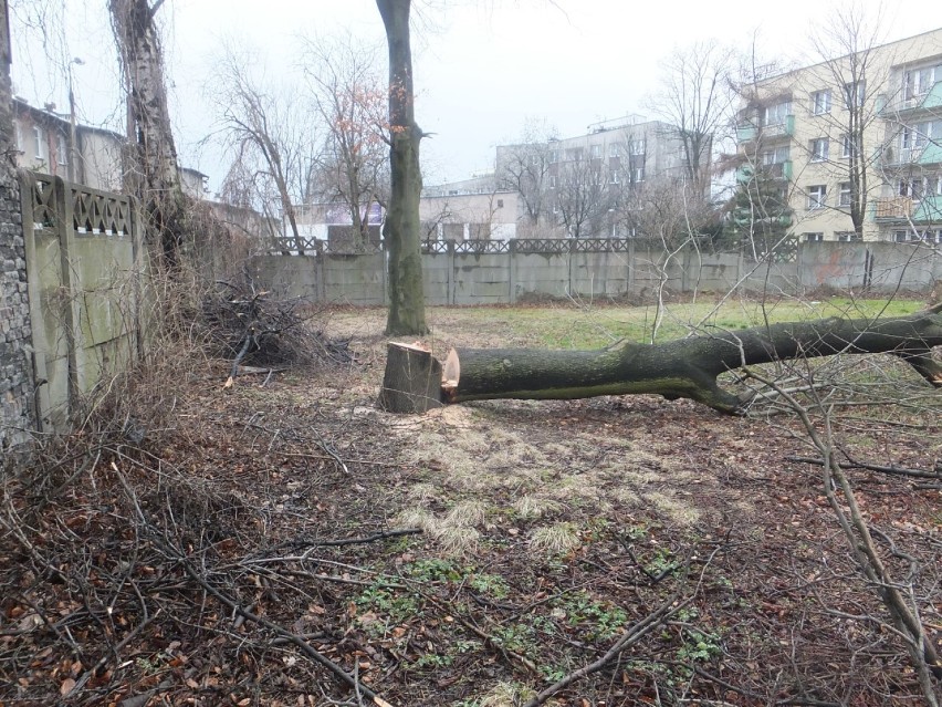 Wycinka drzew przy Lipowej w Katowicach