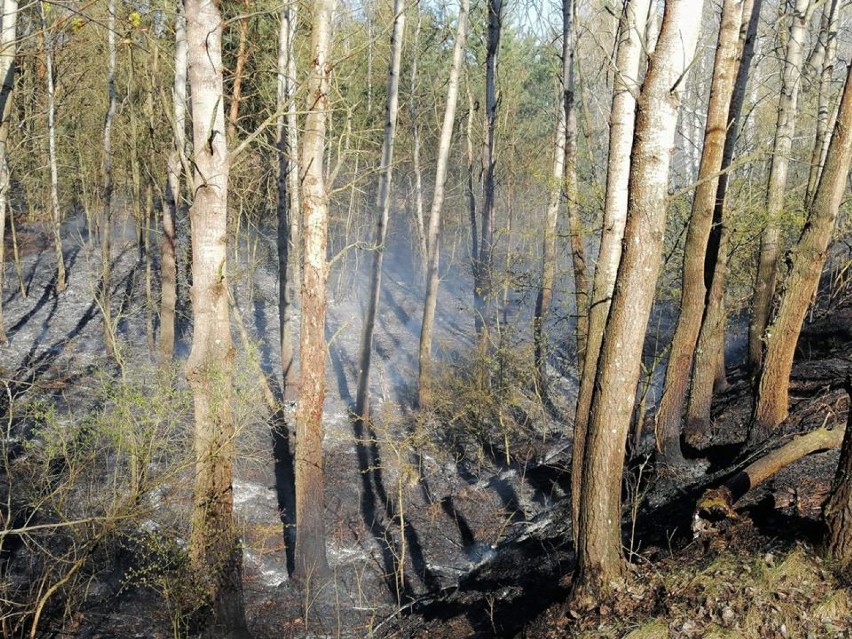 Ogień w lesie w Grudziądzu. Strażacy gasili go 1,5 godziny [wideo, zdjęcia]