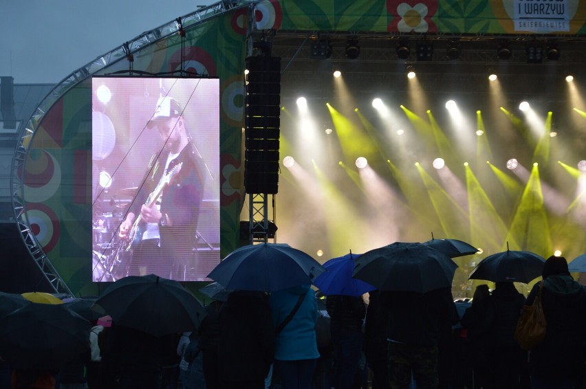 Skierniewice. Koncert Baranovskiego w strugach deszczu. Widzowie pod parasolami