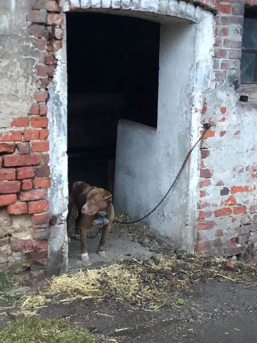 Oleśnickie Bidy interweniowały w sprawie zaniedbanych psów