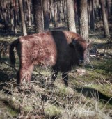 Powiat szamotulski. O tym, jak to żubry w Nadleśnictwie Wronki się znalazły