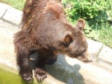 Kocierz. Niedźwiedzica z młodym na drodze w Beskidzie Małym? To fake! Zdjęcie zrobiono w Rumunii. Wiemy już, jak doszło do pomyłki