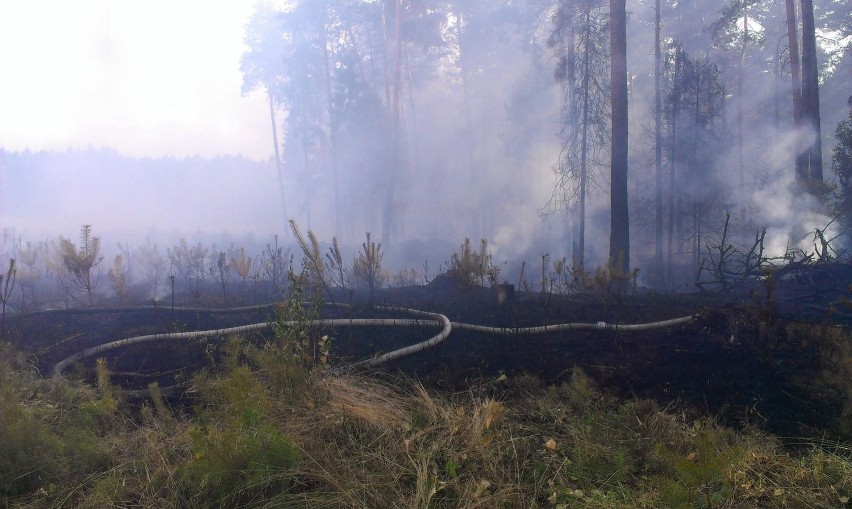 Pożar lasu w Woszczycach. Spaliło się ponad 3 hektary