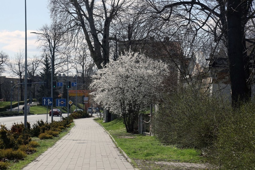 W Legnicy jest już wiosna, miasto wygląda zjawiskowo.  [ZDJĘCIA]