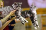 Łódzkie: Międzynarodowa Wystawa Kotów Rasowych i Światowy Dzień Kota. ZDJĘCIA. Będzie też można zaczipować pupila