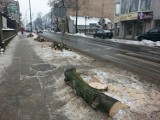 Przebudowa drogi 713 przez Tomaszów: Wytną prawie 200 drzew na Warszawskiej i Mościckiego
