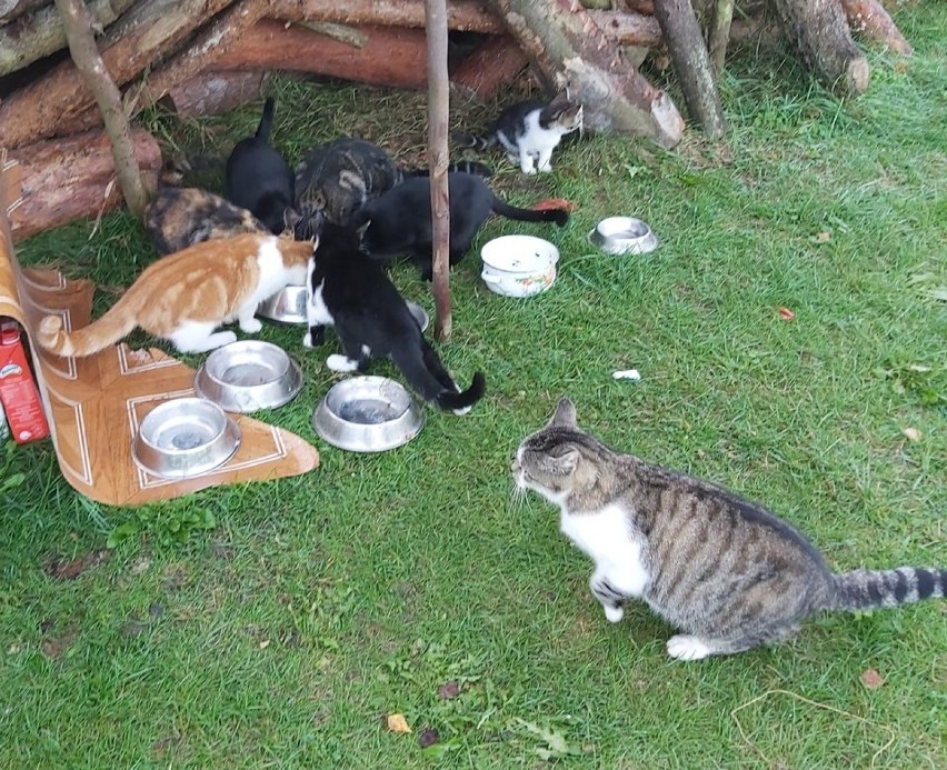 Kociaki w gminie Ryjewo