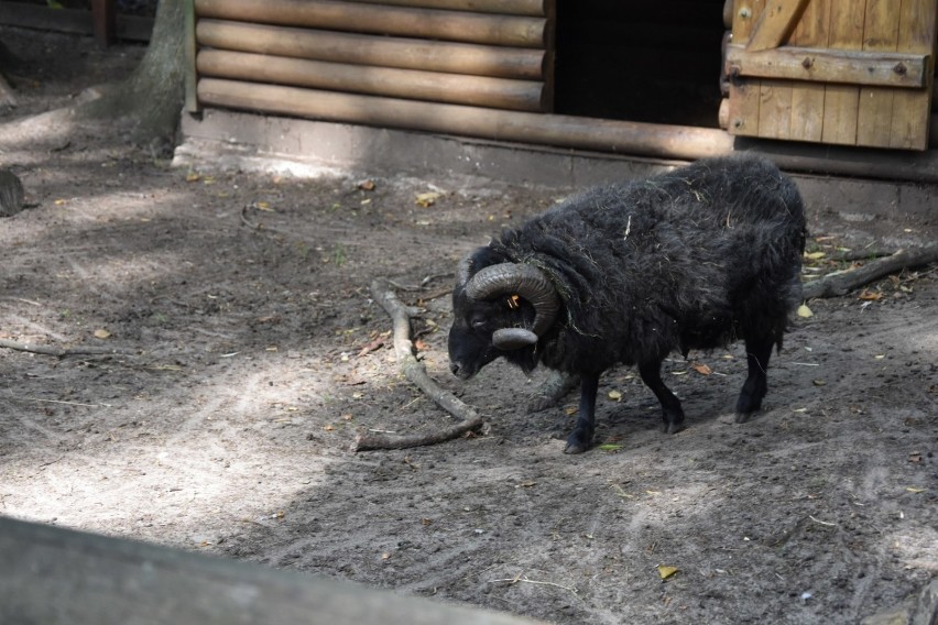 Nowy Tomyśl: Zobaczcie co słychać u mieszkańców zoo [galeria]