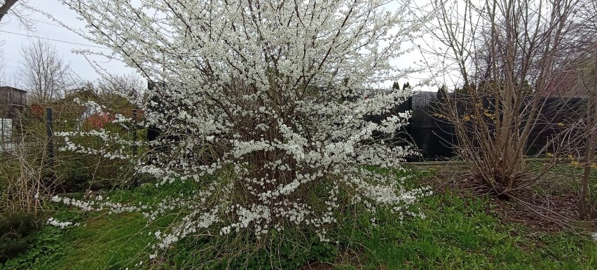 Oto wiosenny Jędrzejów. W mieście kwitną już kwiaty, a drzewa zaczynają się zielenić. Zobacz zdjęcia z wiosny w Jędrzejowie