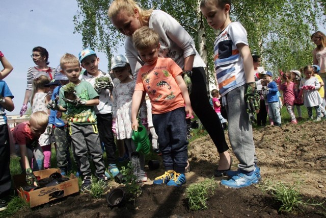Przedszkolaki tworzą swój ogródek kwiatowo - ziołowy w Legnicy.