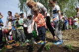 Przedszkolaki tworzą swój ogródek kwiatowo - ziołowy w Legnicy [ZDJĘCIA]