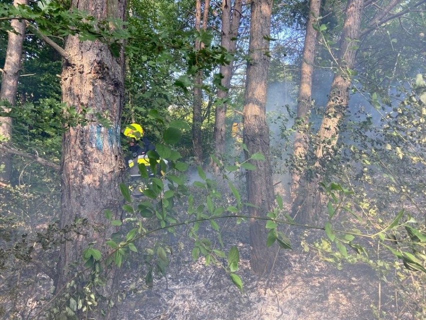 Pożar ściółki leśnej w Piwnicznej. Akcja strażacka w trudnym terenie