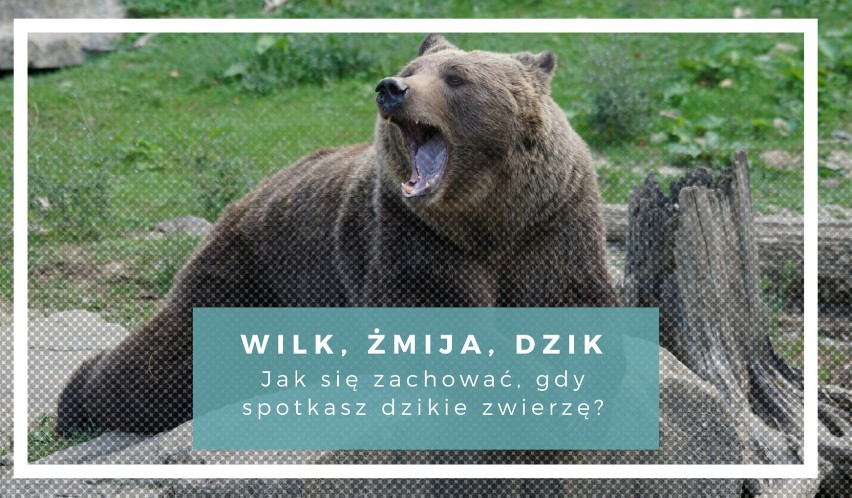 Wilk, żmija, dzik - Jak się zachować, gdy spotkasz dzikie zwierzę? Zobacz jak uniknąć ataku!