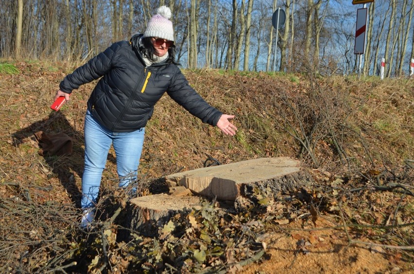 - Po dorodnym dębie został tylko pień - mówi Małgorzata...