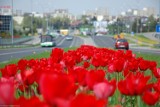 Maj przywitał nas kwiatami czyli białostockie tulipany. W mieście zaroiło się od tulipanów, zobacz gdzie je znaleźć i jak się prezentują 