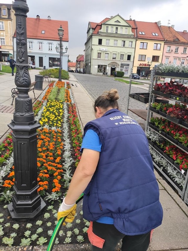 Służby Komunalne Miasta posadziły na rynku kolorowe kwiaty