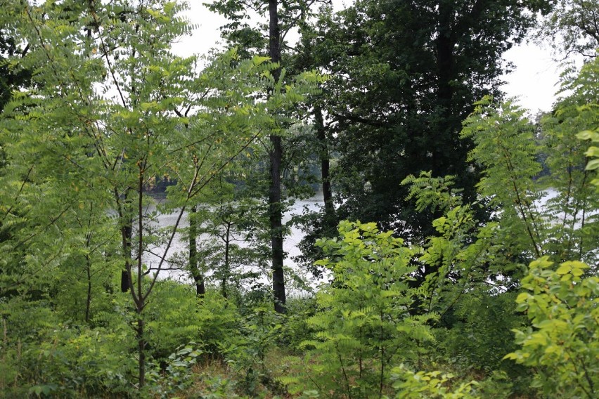 Odkrywamy mniej znane akweny w powiecie: Jezioro Głęboczek. Ostoja spokoju w pięknym lesie [FOTO]