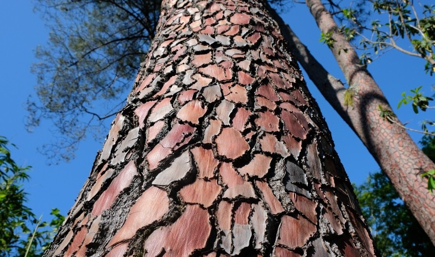 Kora sosny nadmorskiej (Pinus pinaster) to skarbnica...