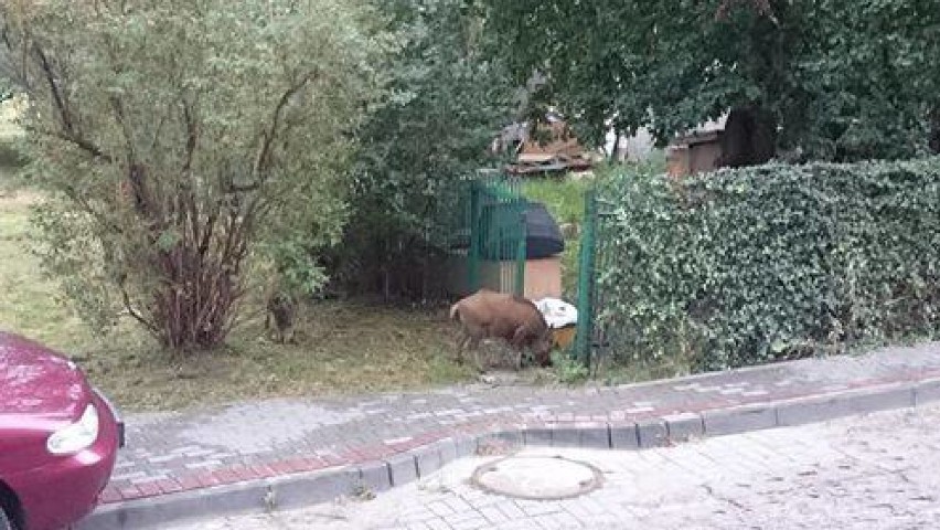 Dziki coraz chętniej zaglądają w okolice zamieszkanych...