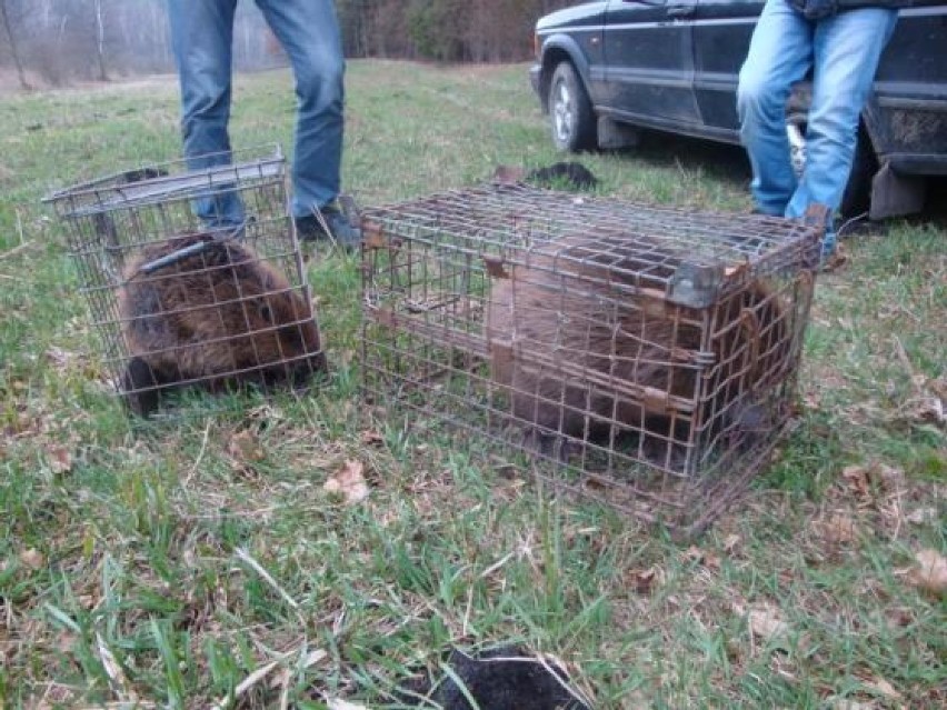 Dwie nowe rodziny bobrów trafiły do rezerwatu przyrody [ZDJĘCIA]