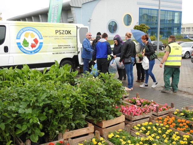 Mimo niepogody tłumy przyszły wymienić makulaturę na sadzonki