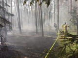 Pożary lasów w powiecie wieluńskim. W Rychłocicach interweniowało ponad 30 strażaków