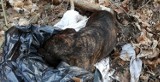 Malbork. Martwy pies znaleziony nad Nogatem. Reks zgłosił sprawę policji 