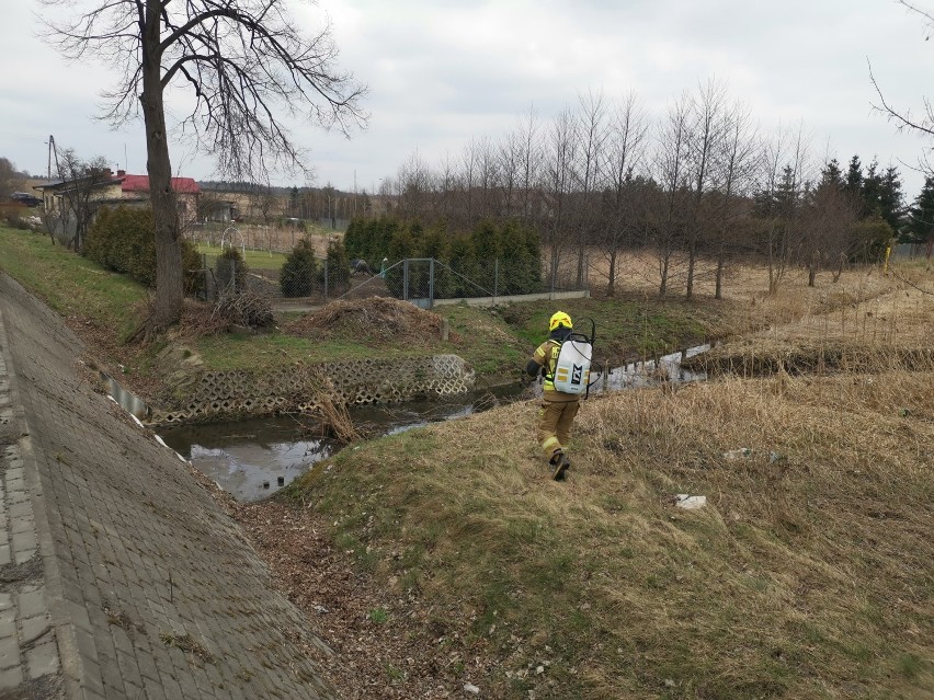 Gmina Kamieńsk. Strażacy znów usuwali plamę groźnej substancji z rzeki Kamionki. Znaleźli jej źródło