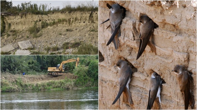 Ekolodzy są przerażeni prowadzonymi pracami na brzegach Dunajca. Obawiają się likwidacji olbrzymiej kolonii jaskółek brzegówek, które mają tam ponad tysiąc gniazd