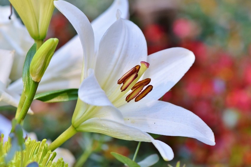 Lilia to piękny kwiat o wielu symbolach. Lilie oznaczają...