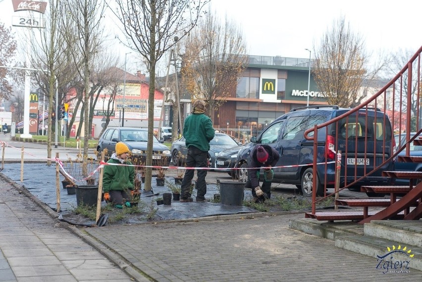 Nowa roślinność w centrum Zgierza w formie fal i swobodnych linii