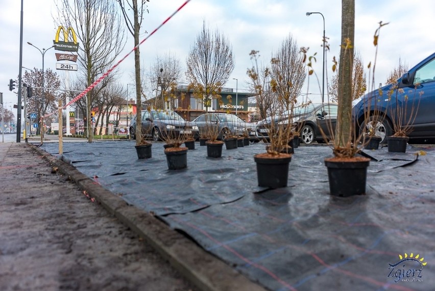 Nowa roślinność w centrum Zgierza w formie fal i swobodnych linii