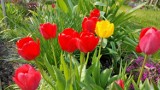 Wiosna potrafi mienić się kolorami. Kwiatów coraz więcej w naszych ogródkach działkowych w Zagłębiu 