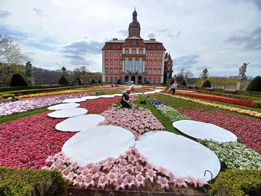 Ostatnie przygotowania do Festiwalu Kwiatów i Sztuki w Zamku...