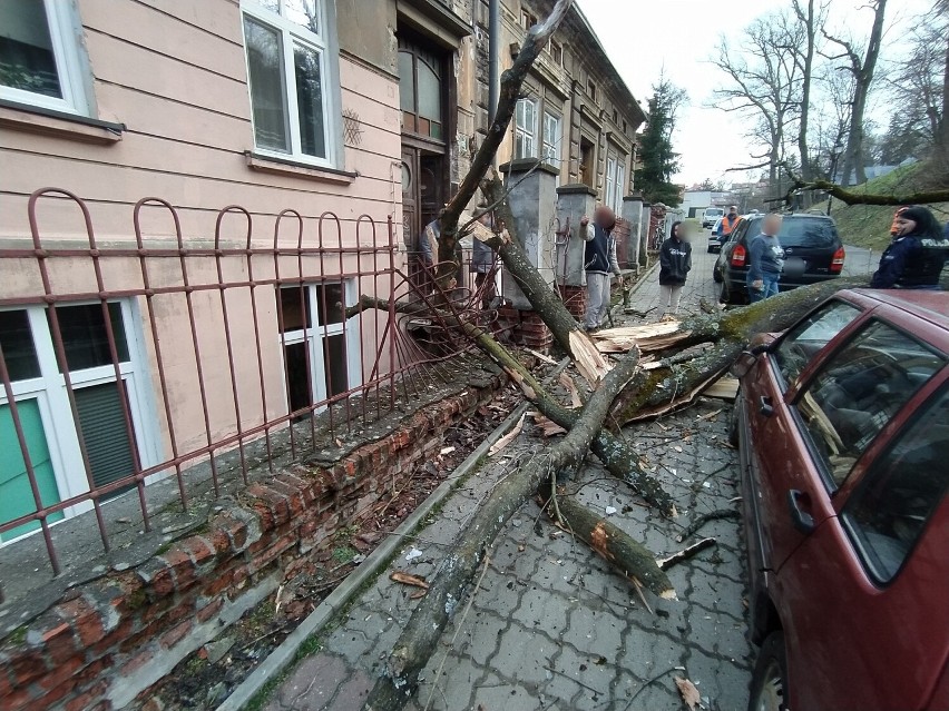 Na ul. Parkowej w Przemyślu drzewo runęło na kamienicę i samochody [ZDJĘCIA]