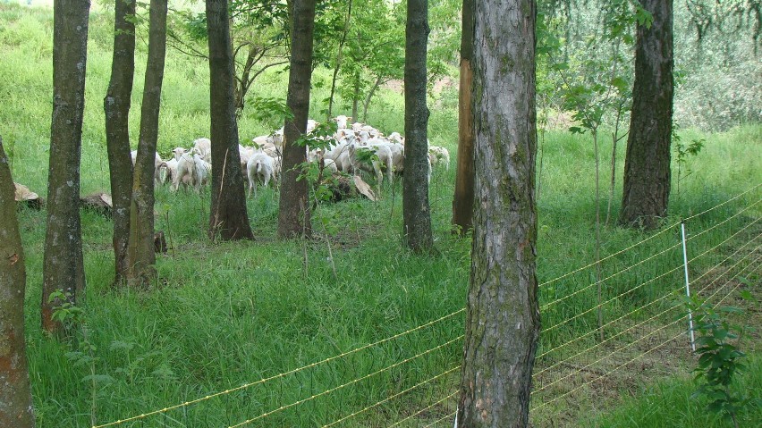 Pożyteczne owce znów pasą się koło Hrubieszowa