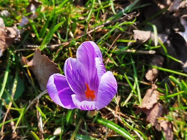 W wielu miejscach w Radomiu, szczególnie w parkach i na skwerach widać pierwsze oznaki wiosny. Na drzewach i krzewach pojawiają się pierwsze pączki, a w trawie widać piękne wiosenne kwiaty.