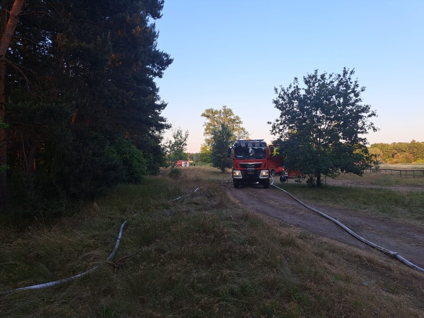 Ćwiczenia taktyczno-bojowe strażaków z powiatu śremskiego. Tematyka ćwiczeń dotyczyła akcji gaśniczych na obszarach leśnych [zdjęcia]
