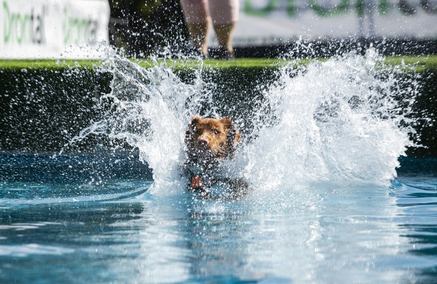 Niektóre psy kochają wodne kąpiele